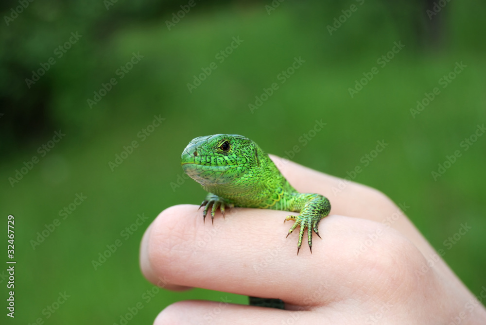 Fototapeta premium green lizard