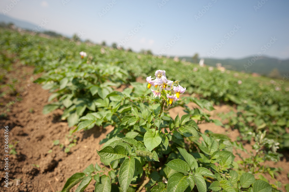 Obraz premium Patato plantation - field