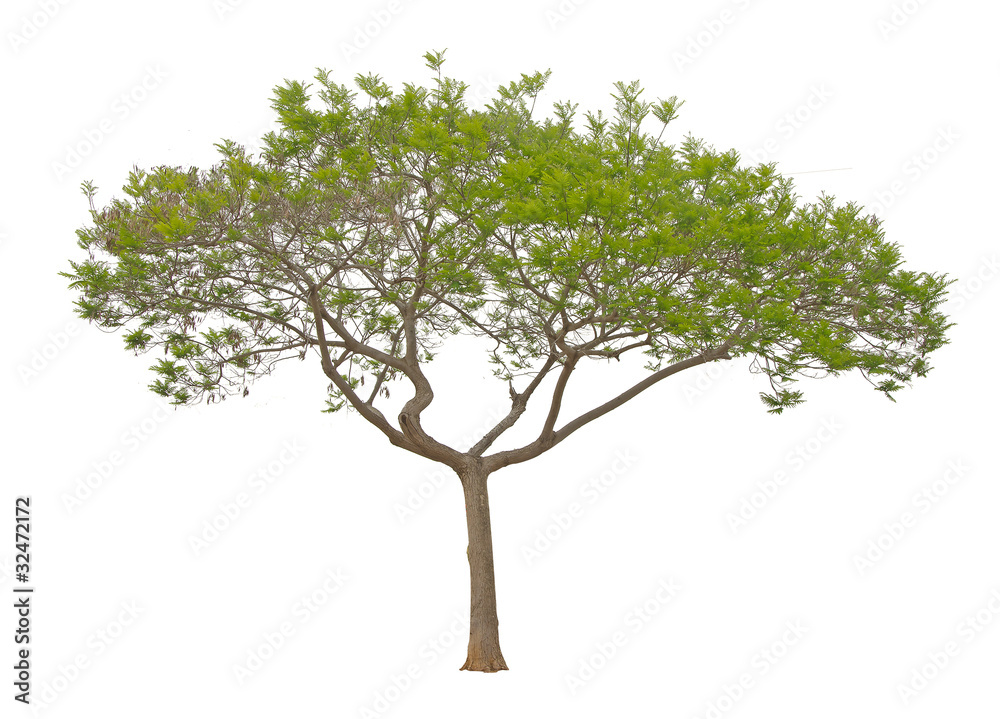 Tree isolated on white background