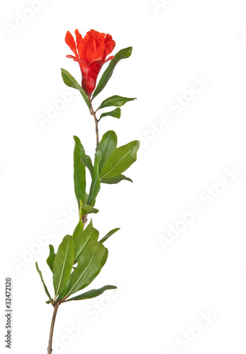 Pomegranate branch with flowers