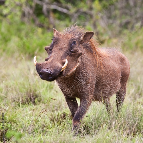 Male warthog in Kruger National Park, South Africa photo