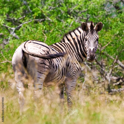 Zebra in Kruger National Park  South Africa