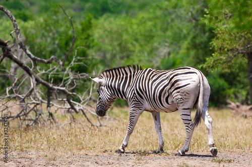 Zebra in Kruger National Park  South Africa