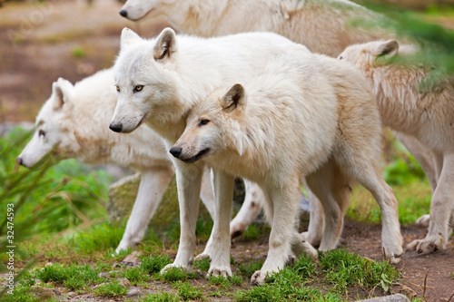 Large adult arctic wolves in the forest