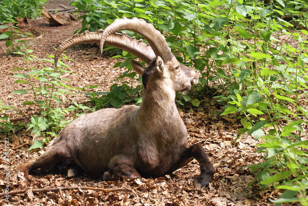 Steinbock