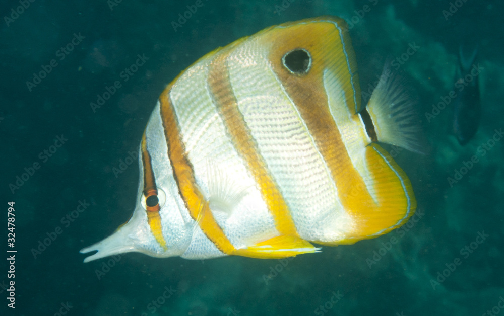 Naklejka premium butterfly fish