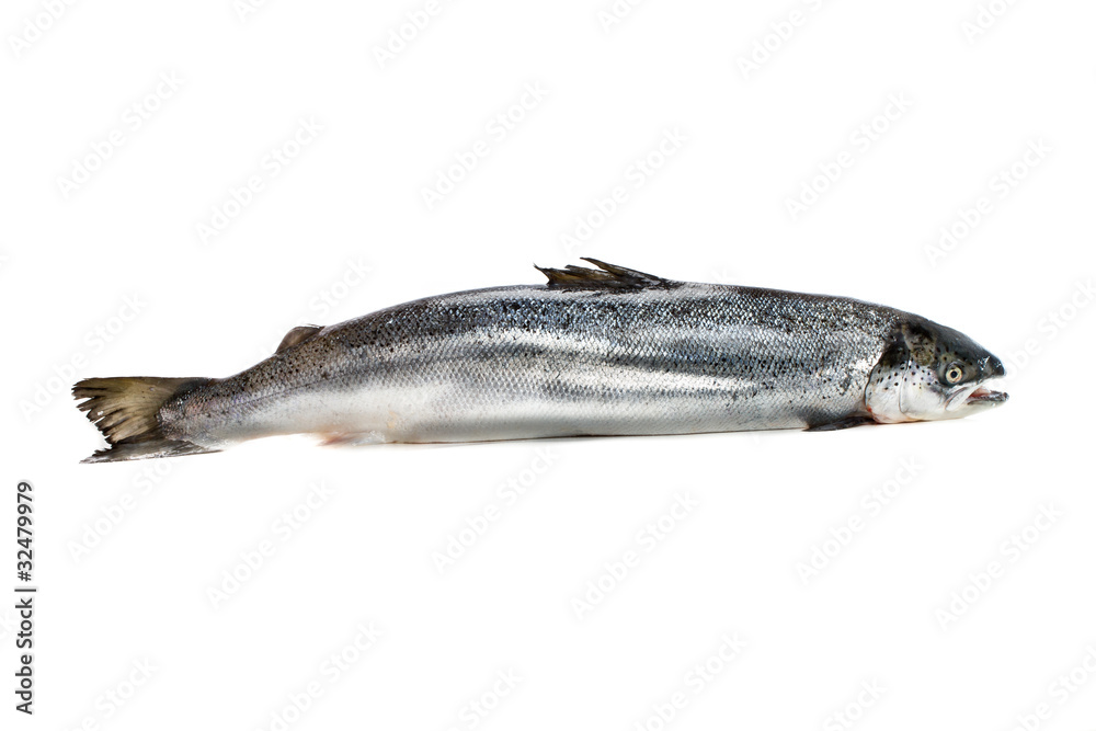 saumon entier saumon entier