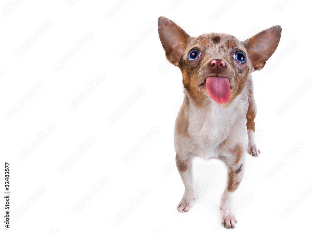 Blue Eyed Chihuahua Puppy with Pink Tongue Blue Eyed Chihuahua Puppy with Pink Tongue
