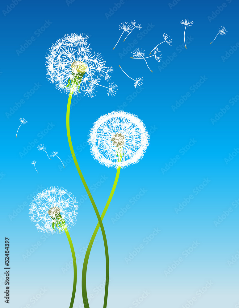 Obraz premium Dandelion