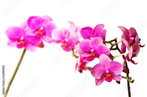 magenta orchids