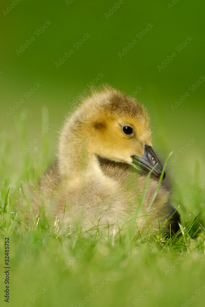 Canada Goose gosling 4