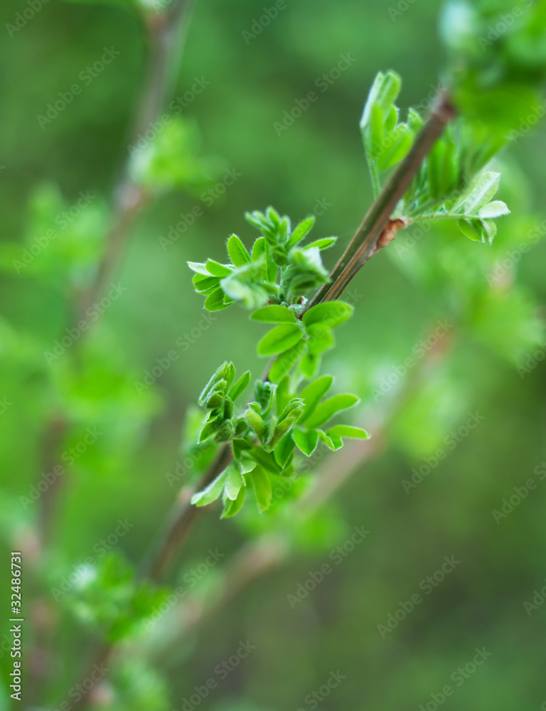 branch with green leaves branch with green leaves