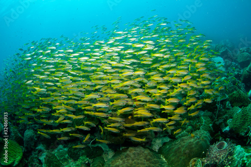 school of fuselier fish on coral reef