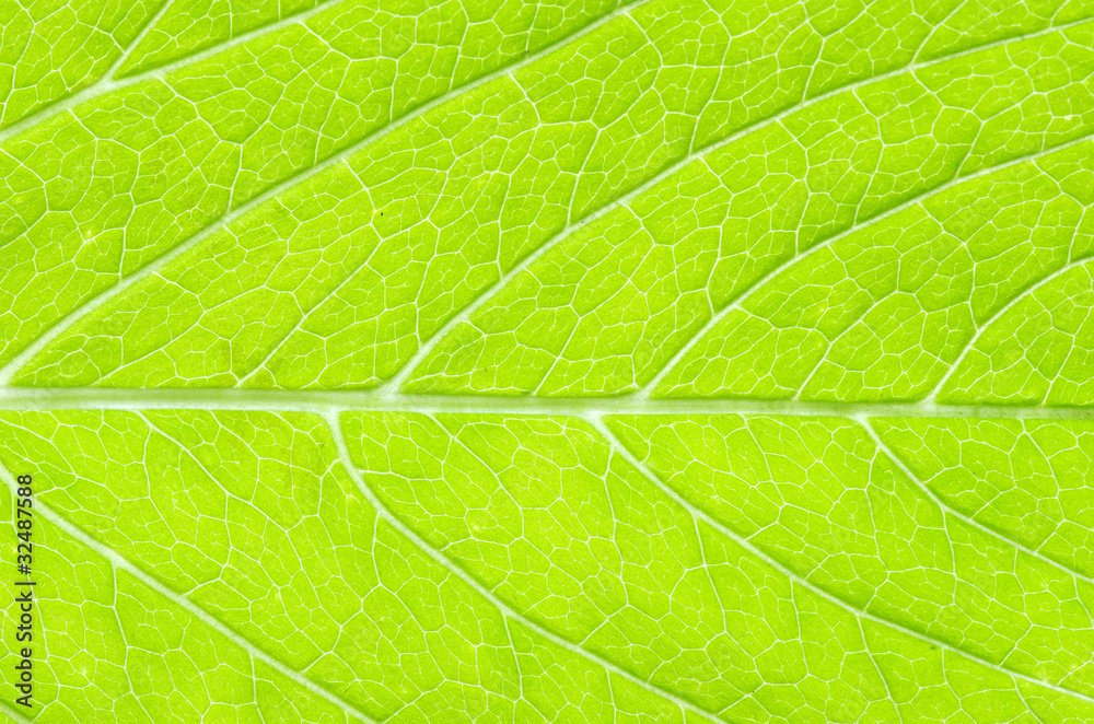 leaf background leaf background