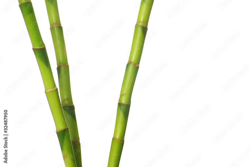 Obraz premium green bamboo