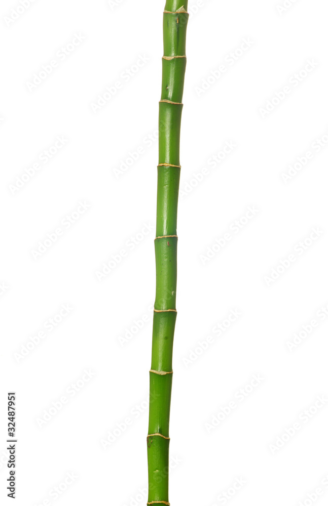 Obraz premium green bamboo