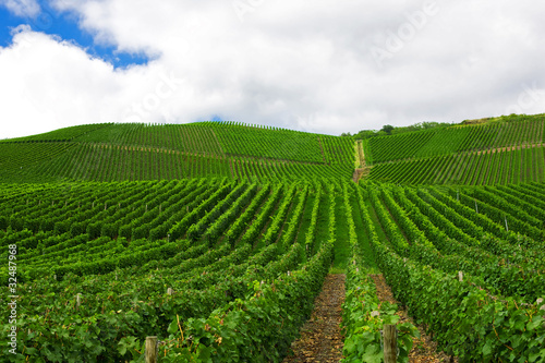 Vineyard in Pfalz, Germany © Travel Stock