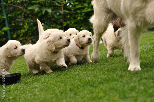 Puppies flocking after their mother