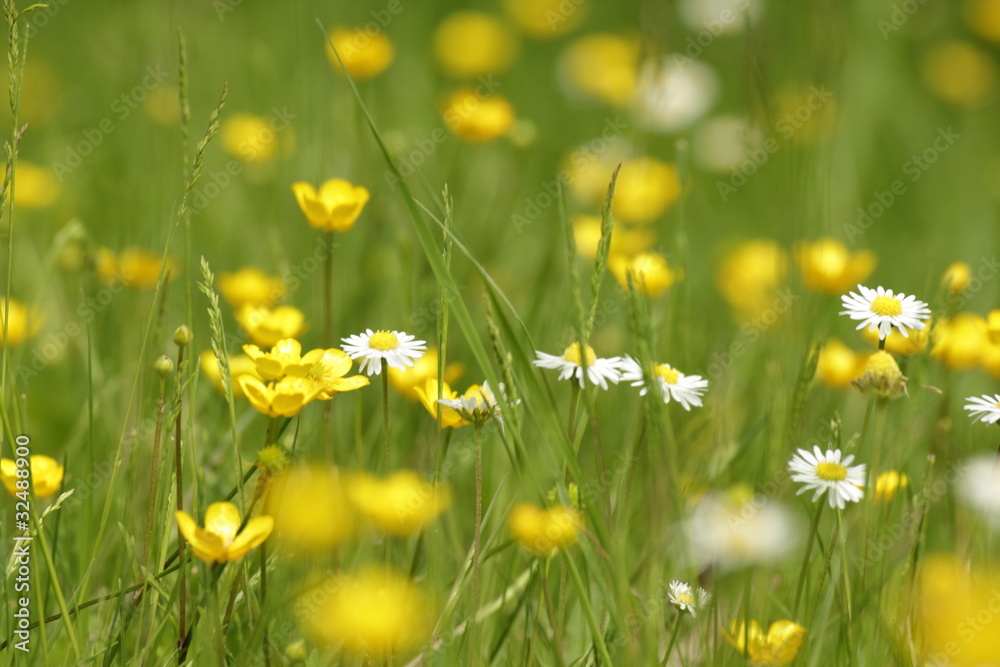 blumenwiese blumenwiese