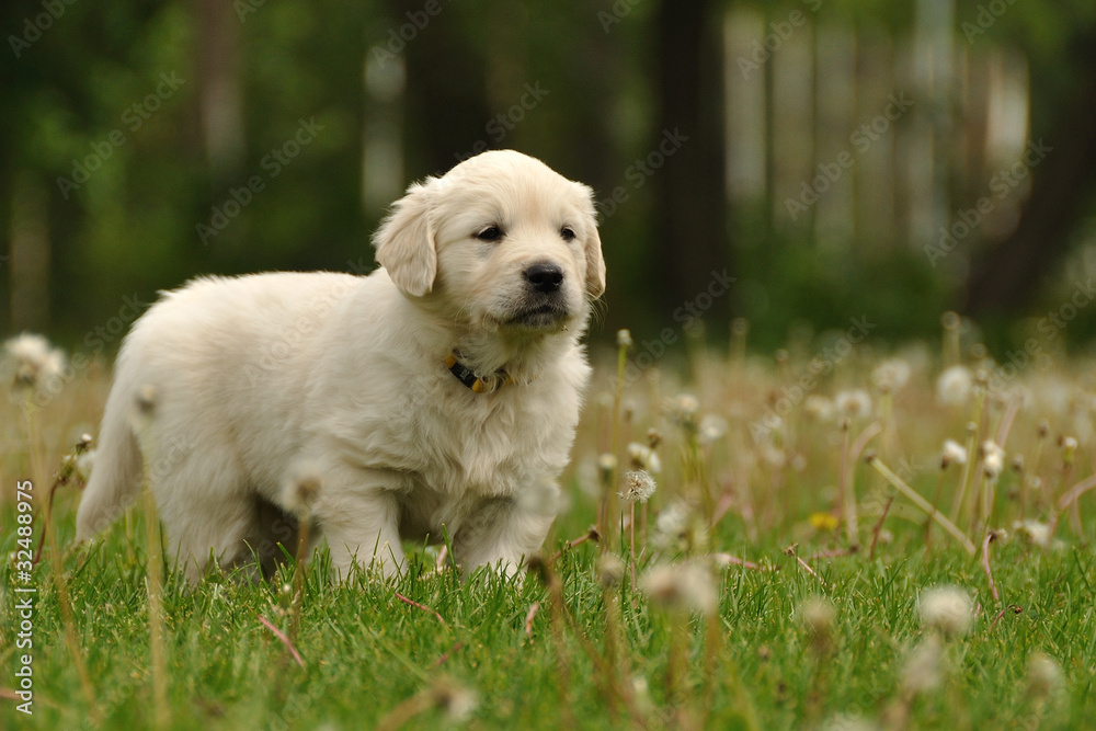 Golden retriever puppy between dandelions Golden retriever puppy between dandelions