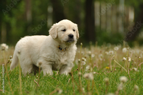 Golden retriever puppy between dandelions