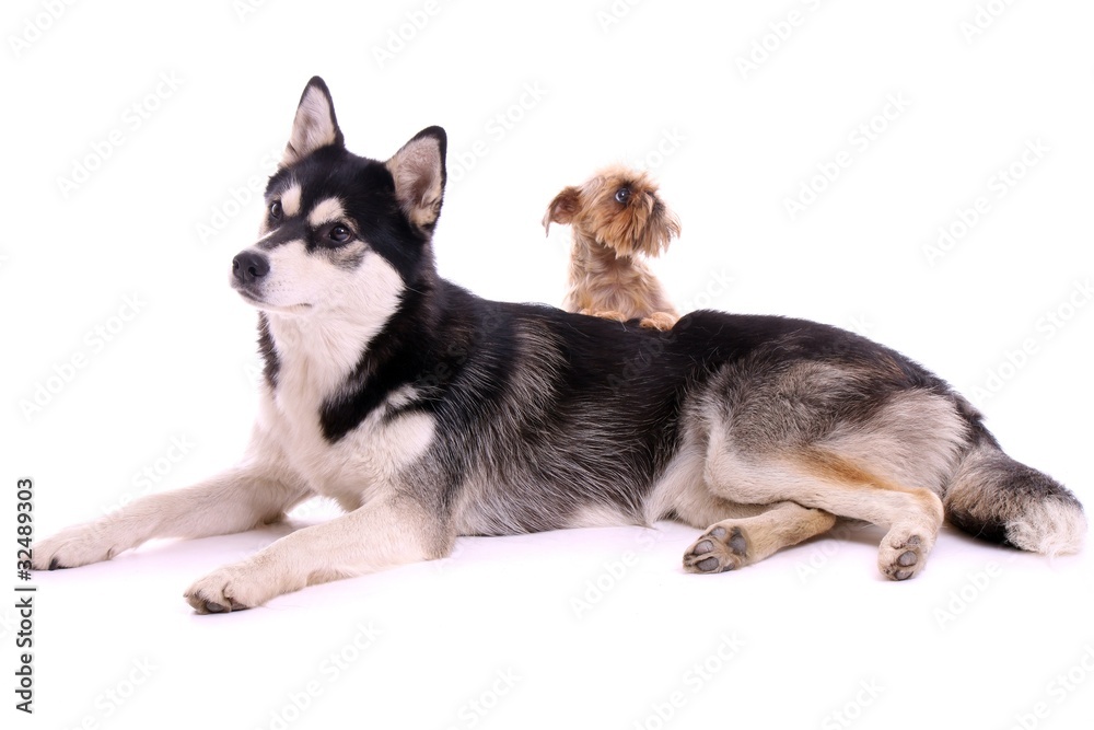 Fototapeta premium zwei Hunde klein und groß