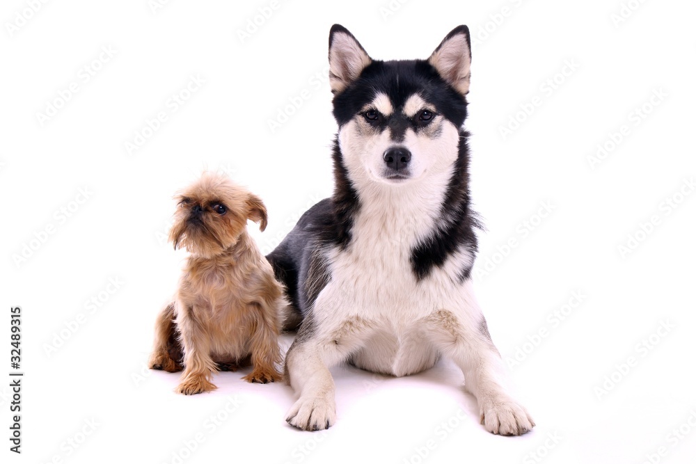 zwei unterschiedliche Hunde Husky und Griffon