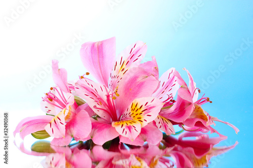 Pink lily flower on blue background with reflection