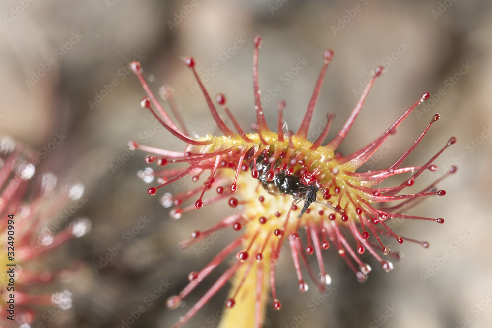 Common sundew (Drosera rotundifolia) macro photo Common sundew (Drosera rotundifolia) macro photo