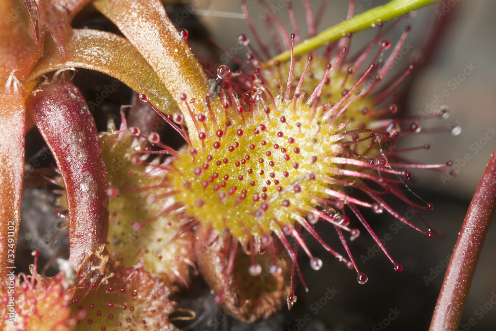 Common sundew (Drosera rotundifolia) macro photo Common sundew (Drosera rotundifolia) macro photo