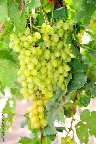 Wallpaper Mural fresh green grapes in vineyard Torontodigital.ca