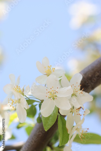 Toringo crabapple photo