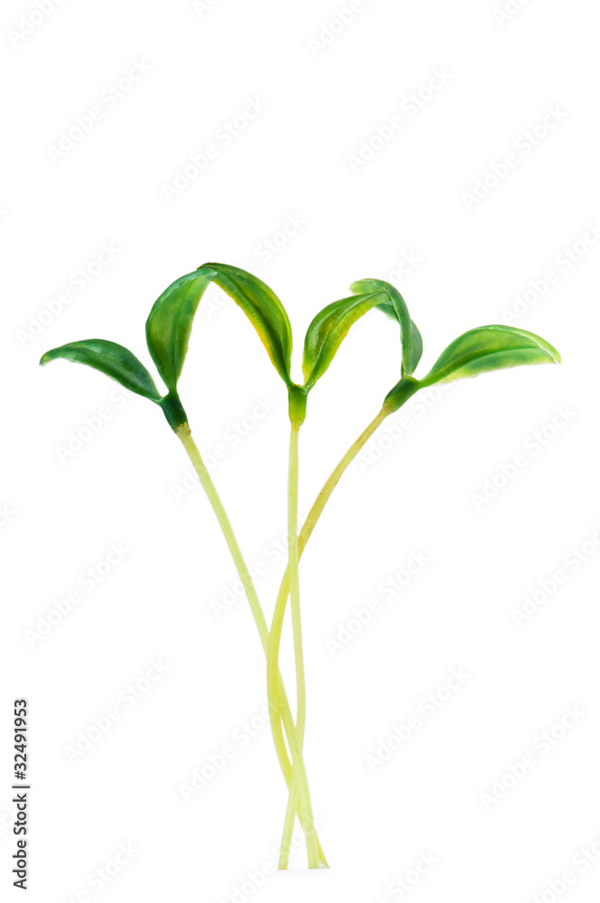 Green seedlings isolated on the white Green seedlings isolated on the white