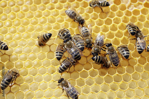 bees on honeycell