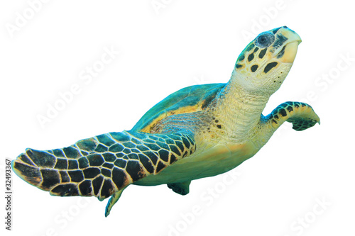 Obraz na płótnie Hawksbill Sea turtle isolated on white background