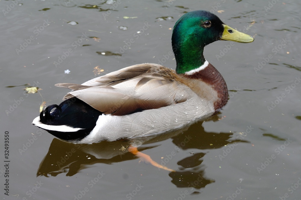 Obraz premium Mallard