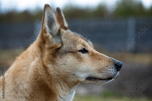 Portrait of a hunting dog © aleksandrn