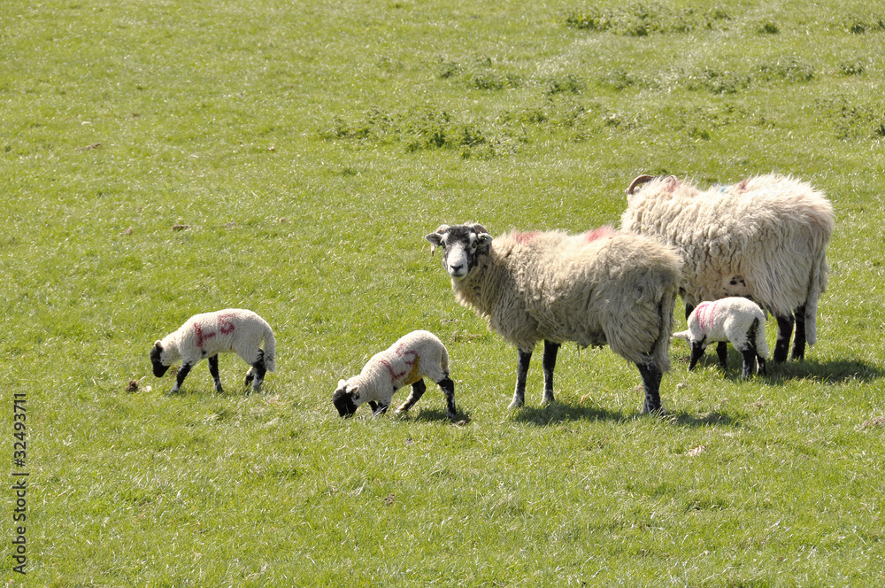 Fototapeta premium Lambs and sheep in field