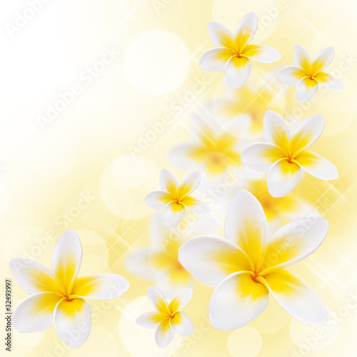 Fleurs de frangipanier, fond blanc