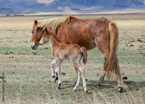 Foal and its mother