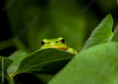Green frog curious peek