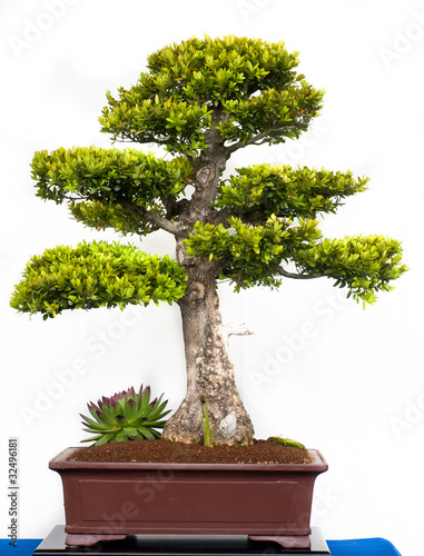 Buchsbaum als Bonsai photo