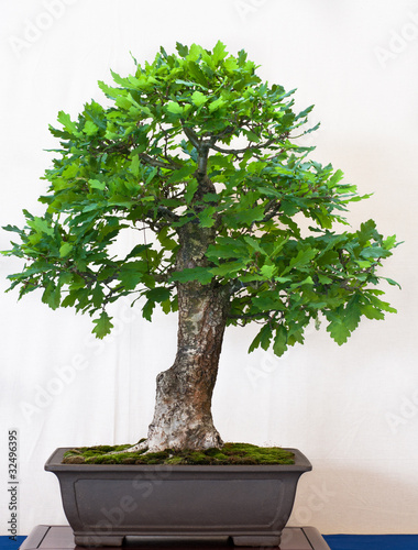 Eiche (Quercus robur) als Bonsai