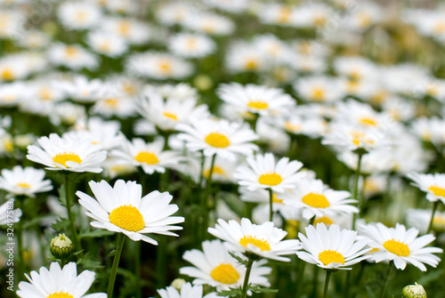 マーガレットの花