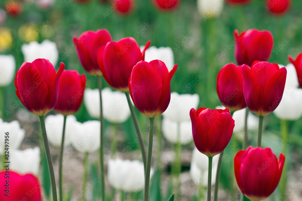 Fototapeta premium Red tulips