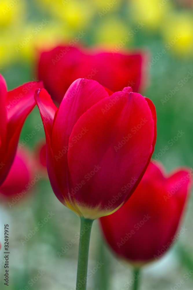 Fototapeta premium Spring red tulips