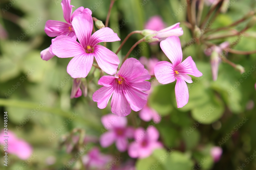 ピンクのムラサキカタバミの花 ピンクのムラサキカタバミの花