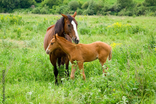 horses