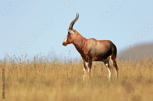 Blesbok antelope, South Africa photo