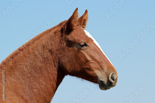 Horse portrait © EcoView